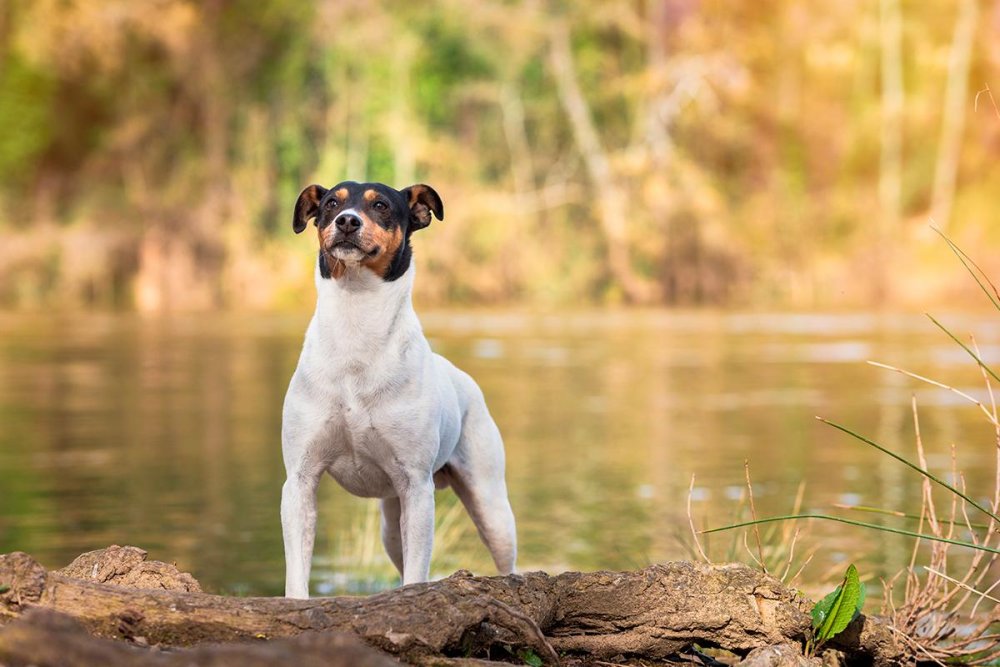 Ratonero Valenciano Dog Breed Image 18