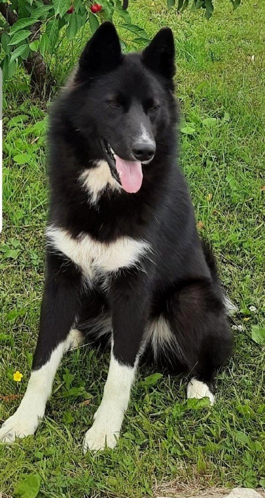 Russo-European Laika Dog Breed Image 18