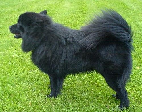 Swedish Lapphund Dog Breed Image 18