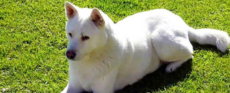 Korean Jindo Dog Breed Image 19