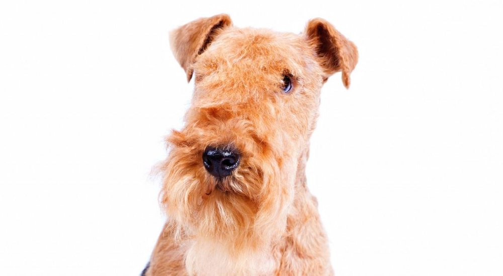 Lakeland Terrier Dog Breed Image 19