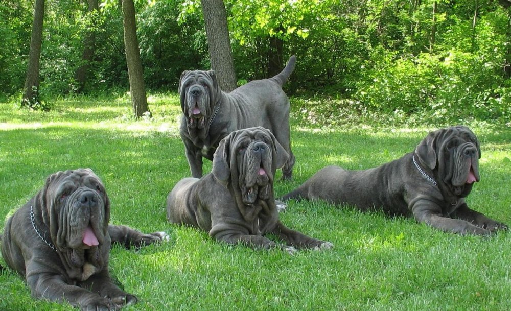 Neapolitan Mastiff Dog Breed Image 19