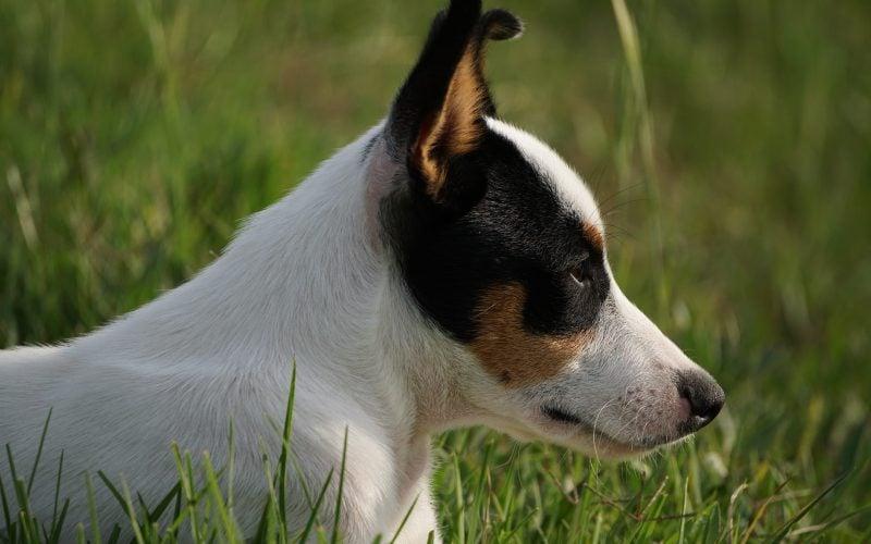 Toy Fox Terrier Dog Breed Image 19