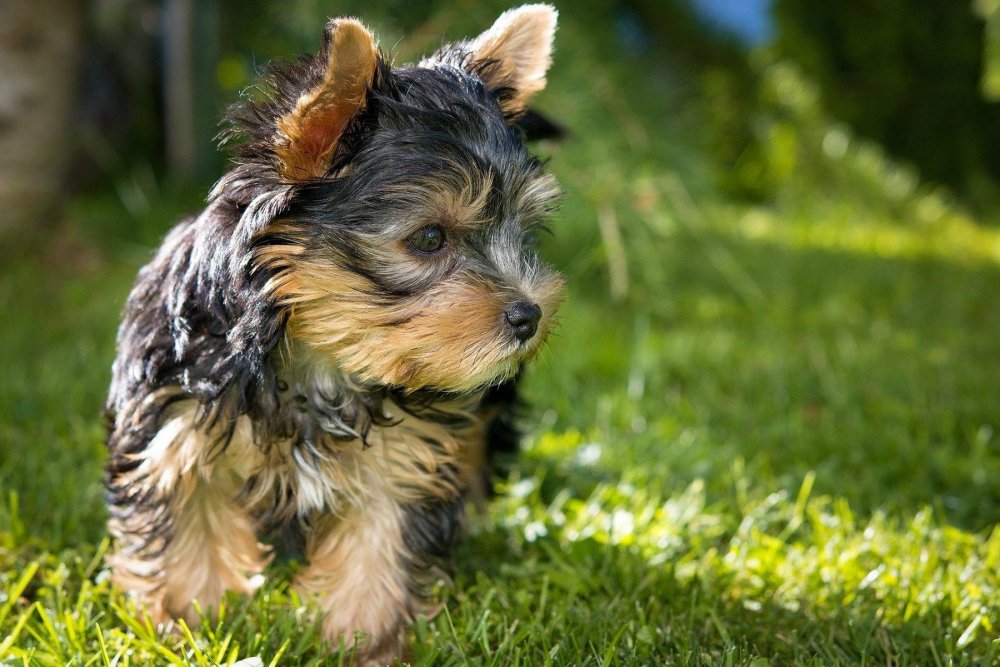 Yorkshire Terrier Dog Breed Image 19