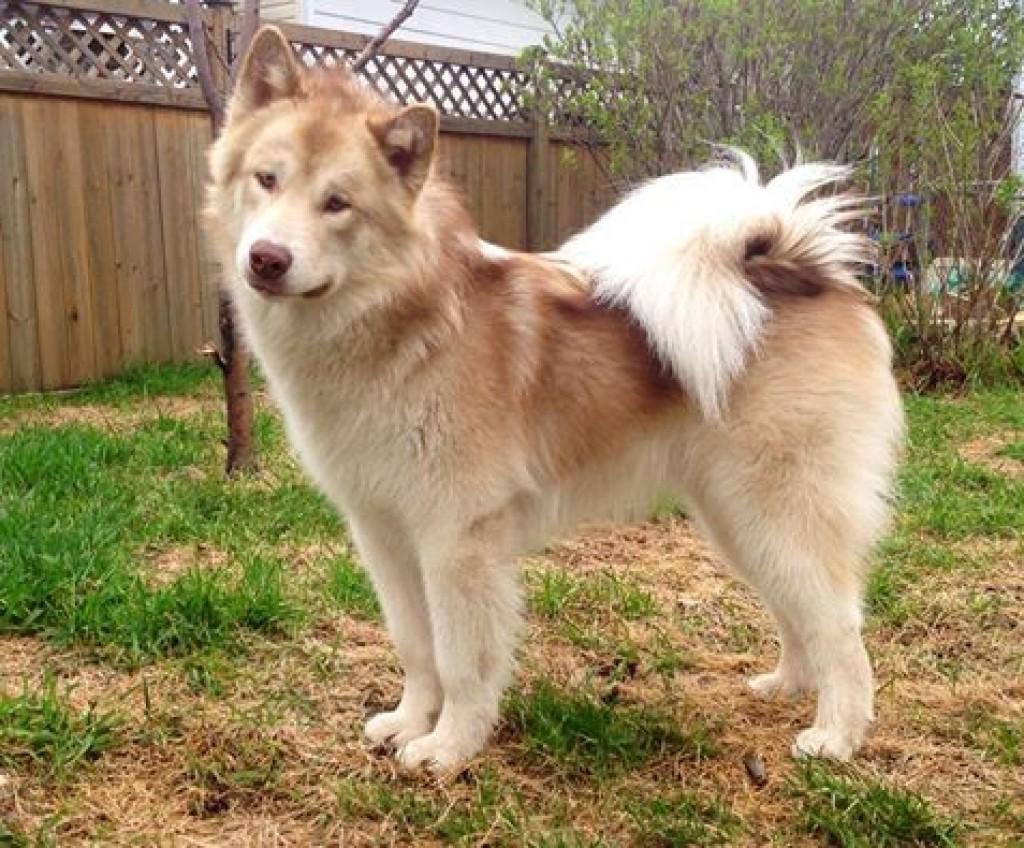 Canadian Eskimo Dog Breed Image 19