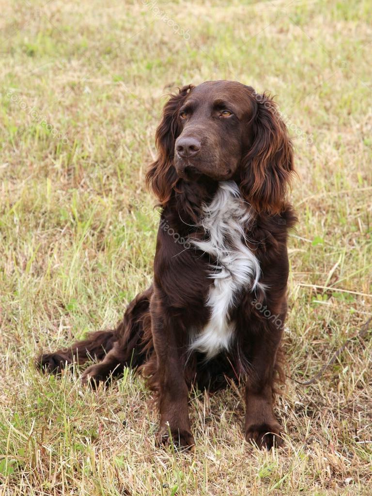 German Spaniel Dog Breed Image 19