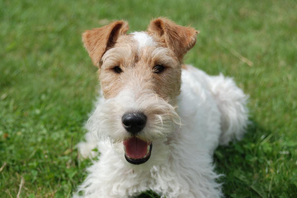 Wire Fox Terrier Dog Breed Image 2