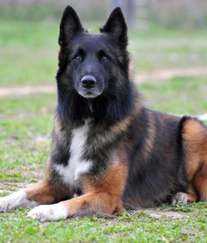 Belgian Shepherd Dog Breed Image 2