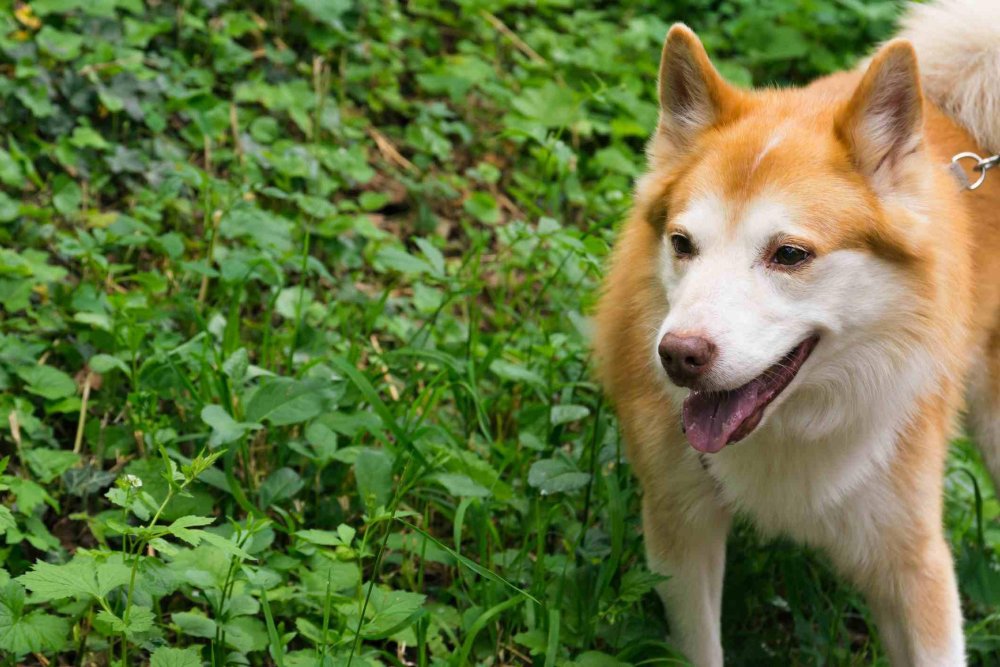 Icelandic SheepDog Breed Image 2