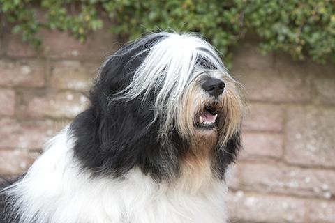 Polish Lowland SheepDog Breed Image 2