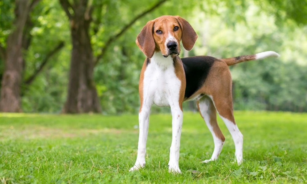 American Foxhound Dog Breed Image 2