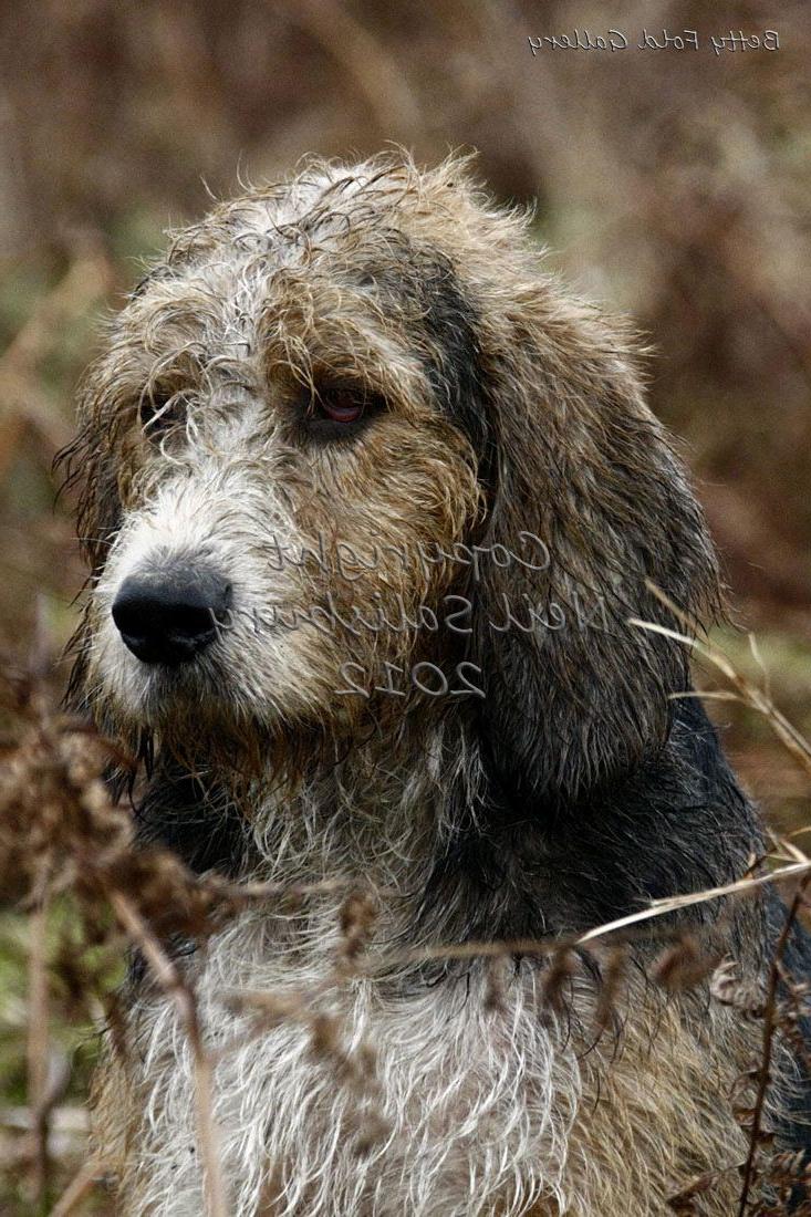 Welsh Hound Dog Breed Image 20