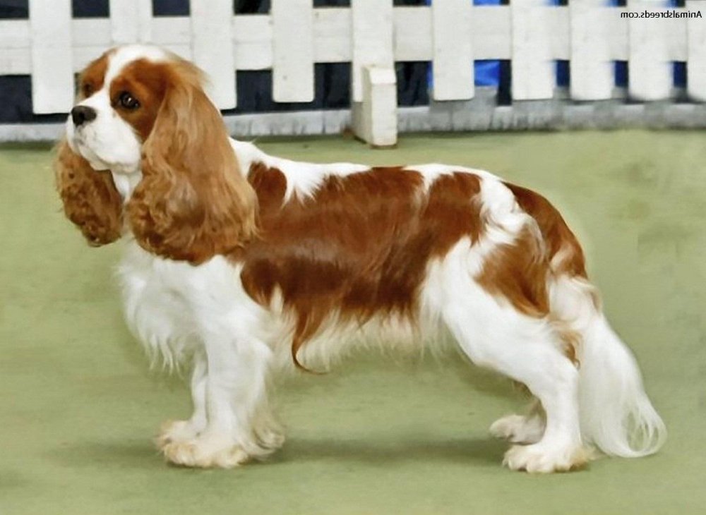 King Charles Spaniel Dog Breed Image 20