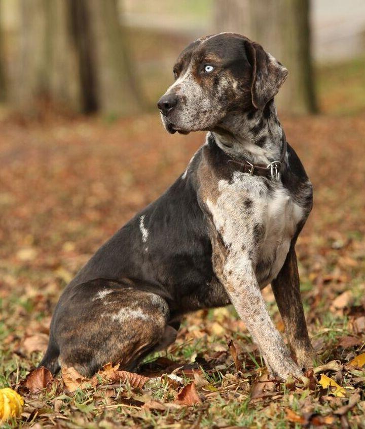 Catahoula Leopard Dog Breed Image 20