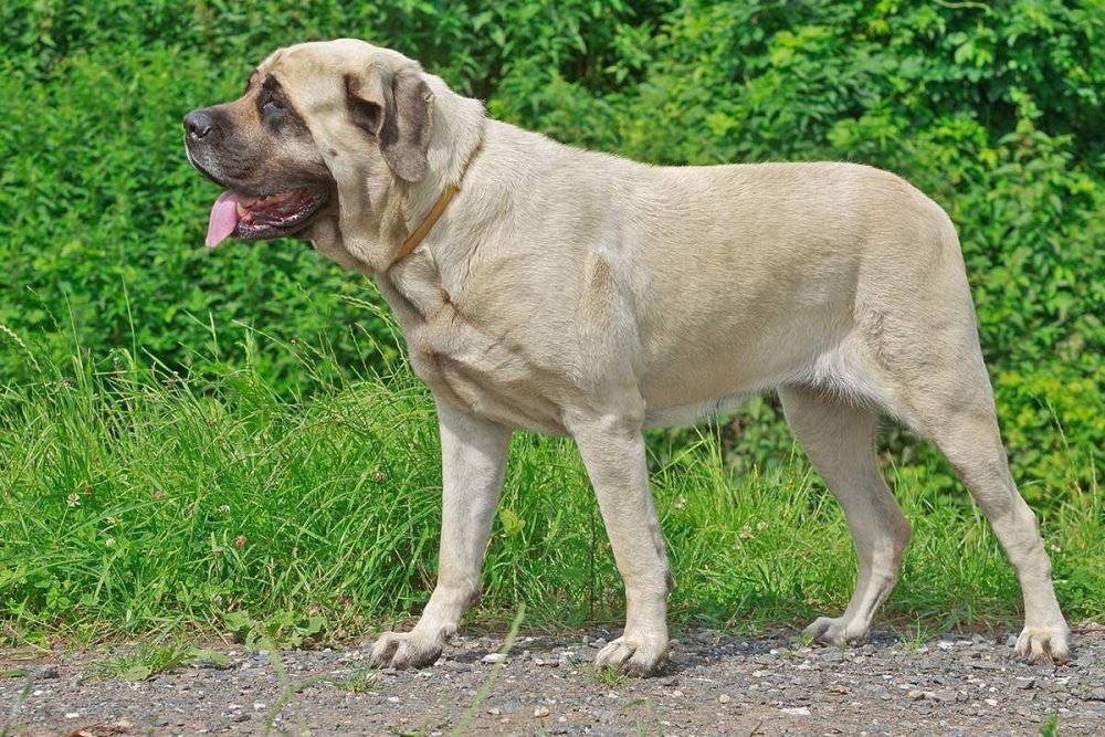 English Mastiff Dog Breed Image 20