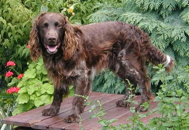 German Spaniel Dog Breed Image 20