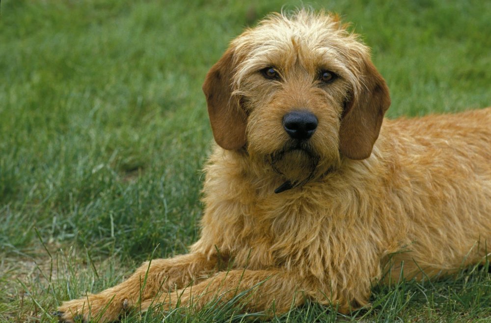 Istrian Coarse-haired Hound Dog Breed Image 20