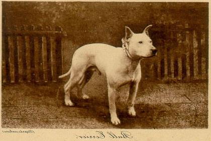 Old English Terrier Dog Breed Image 20