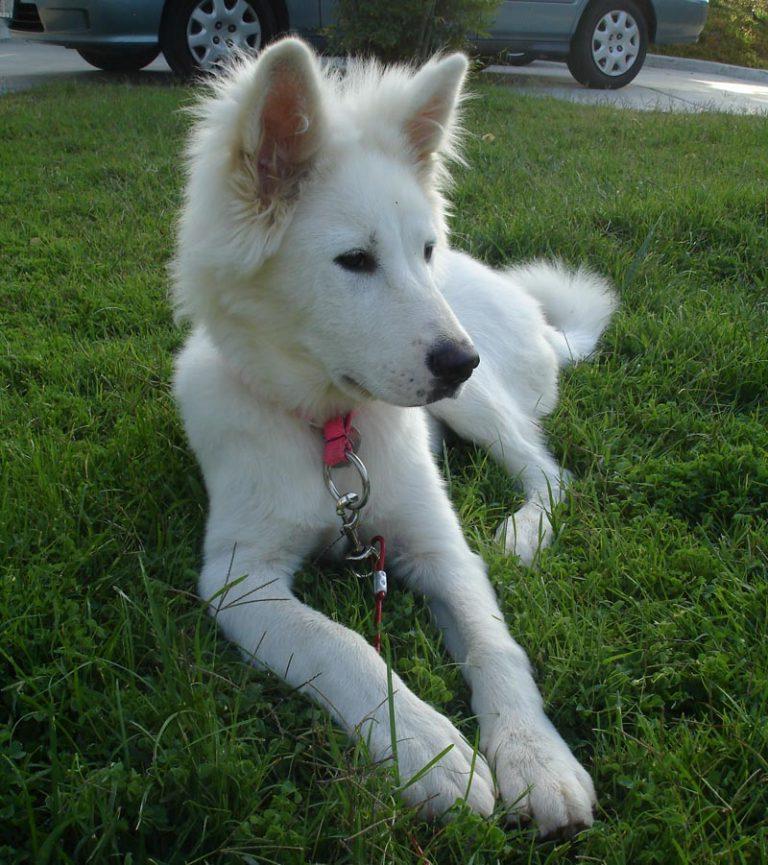 Pungsan Dog Breed Image 20