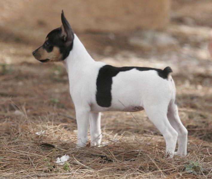 Ratonero Valenciano Dog Breed Image 20