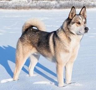 Russo-European Laika Dog Breed Image 20