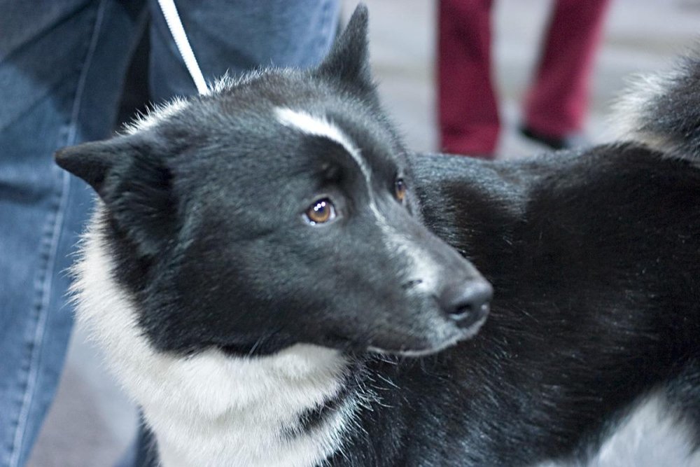 Russo-European Laika Dog Breed Image 3