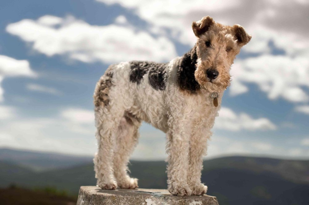 Wire Fox Terrier Dog Breed Image 3