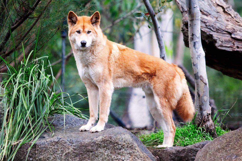 Dingo Dog Breed Image 3