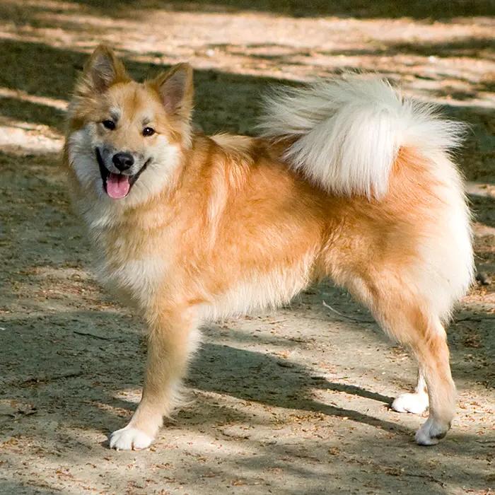 Icelandic SheepDog Breed Image 3