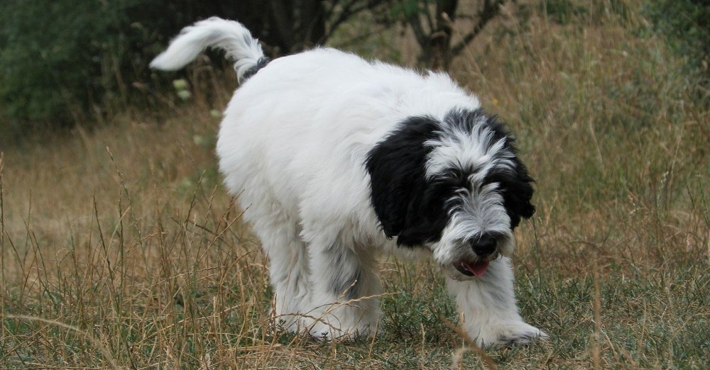 Polish Lowland SheepDog Breed Image 3