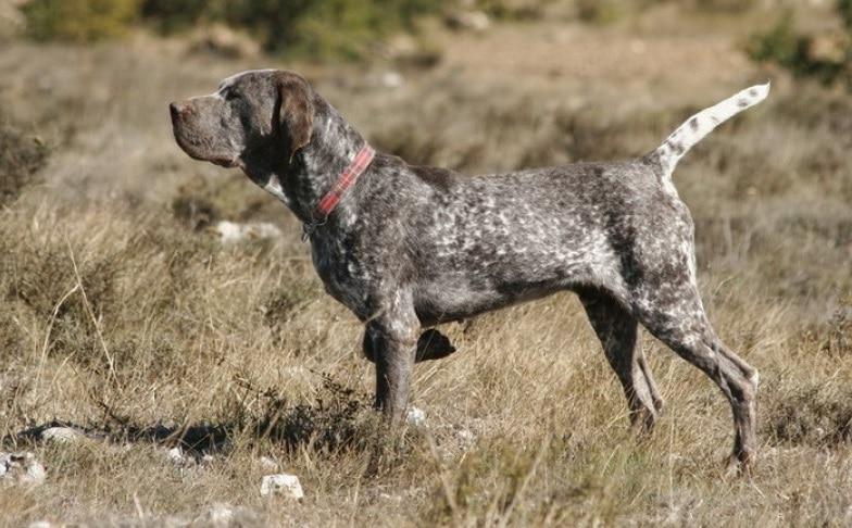 Burgos Pointer Dog Breed Image 3