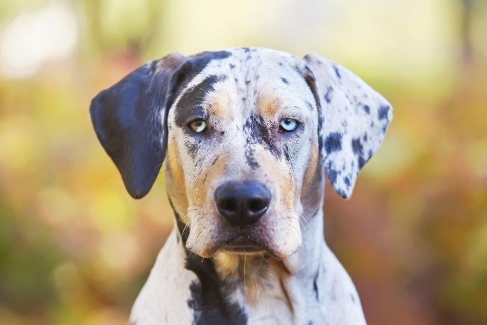 Catahoula Leopard Dog Breed Image 3