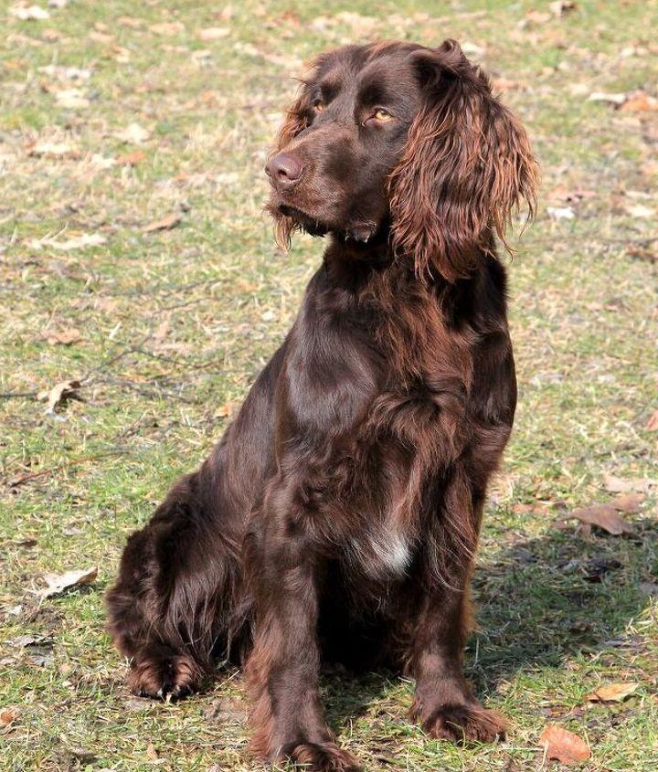 German Spaniel Dog Breed Image 3