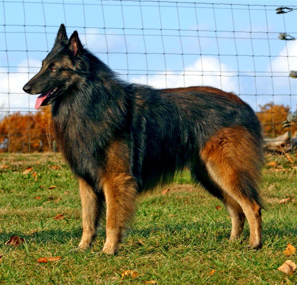 Belgian Shepherd Dog Breed Image 4