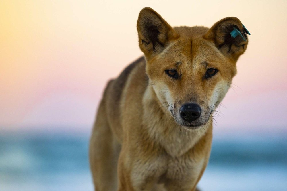 Dingo Dog Breed Image 4