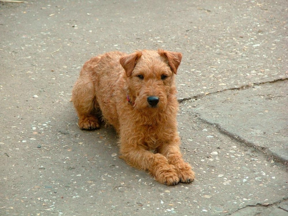 Lakeland Terrier Dog Breed Image 4