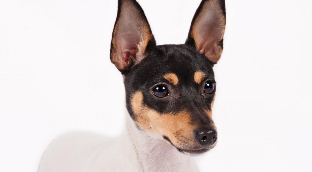 Toy Fox Terrier Dog Breed Image 4