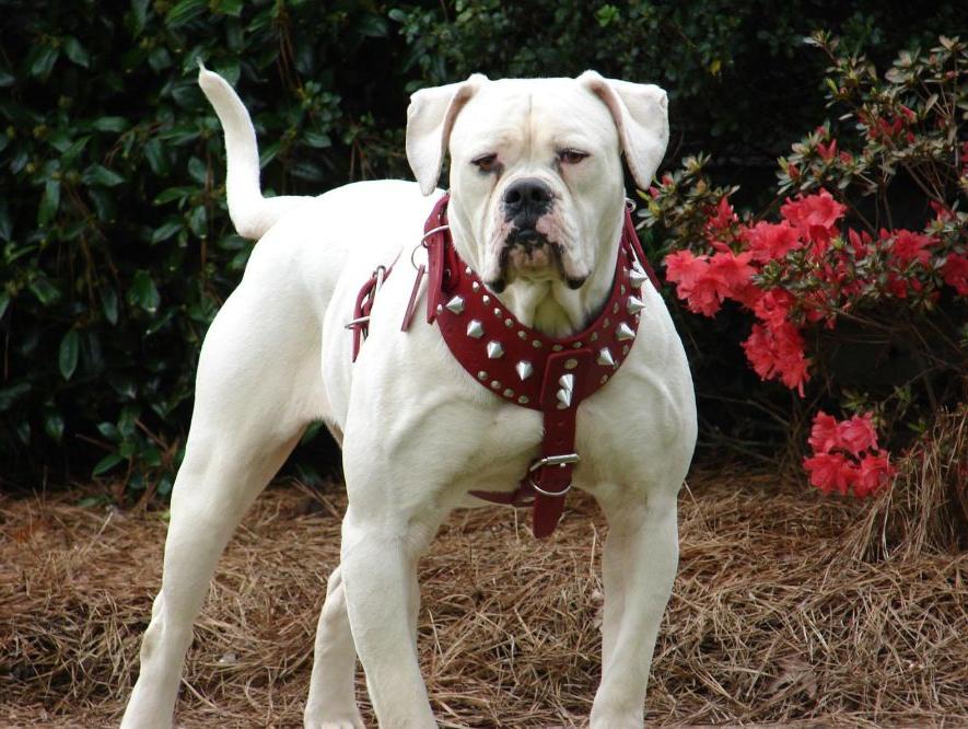 American BullDog Breed Image 4