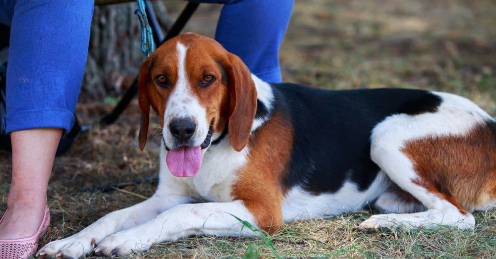 American Foxhound Dog Breed Image 4