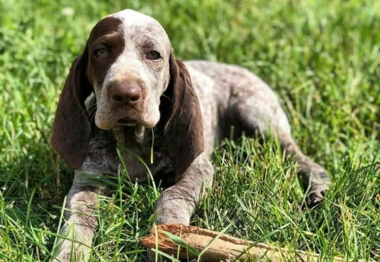 Burgos Pointer Dog Breed Image 4