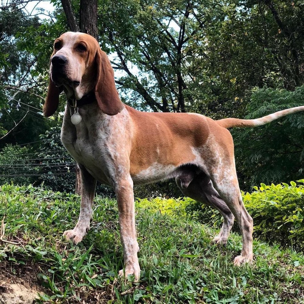 Colombian fino hound Dog Breed Image 4