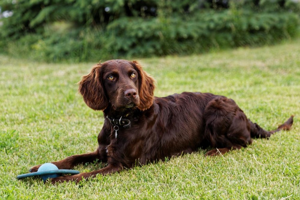 German Spaniel Dog Breed Image 4