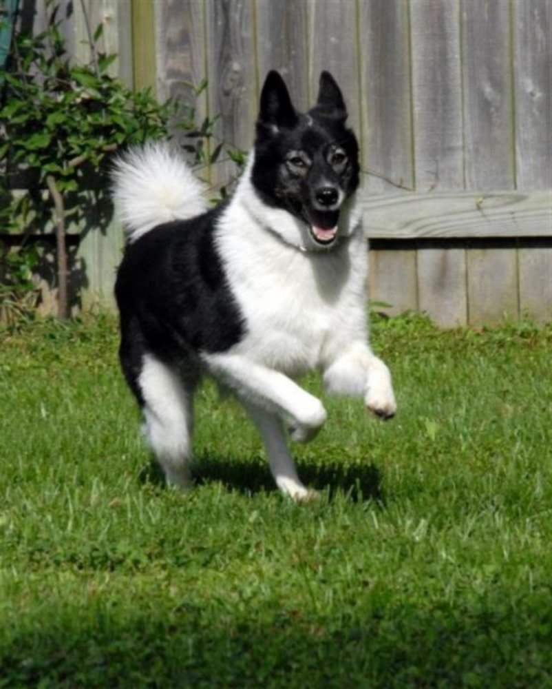 Russo-European Laika Dog Breed Image 4