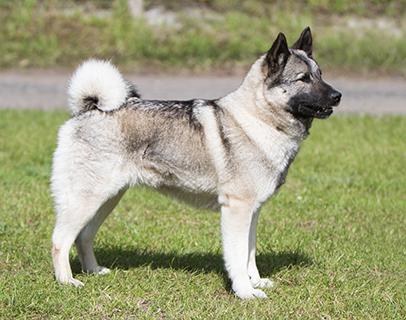 Norwegian Elkhound Dog Breed Image 5