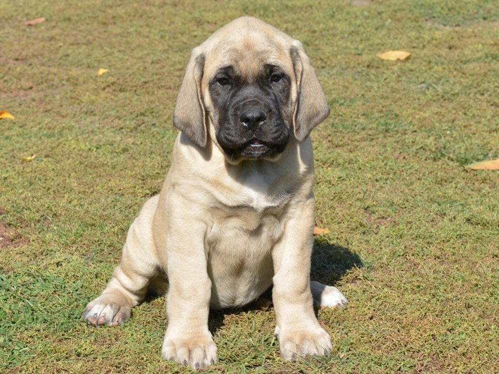 English Mastiff Dog Breed Image 5