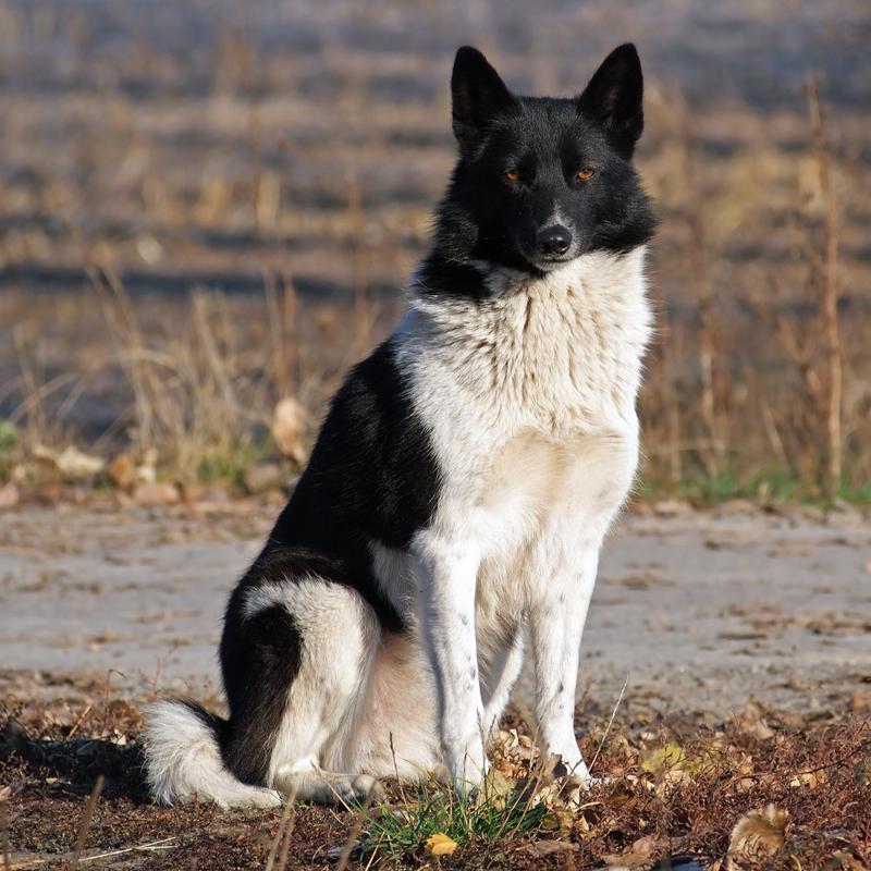 Russo-European Laika Dog Breed Image 5