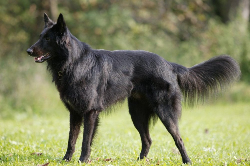 Belgian Shepherd Dog Breed Image 6