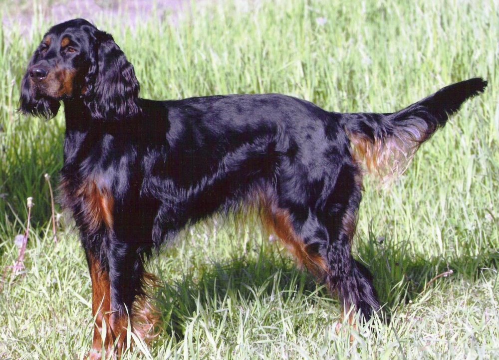 Gordon Setter Dog Breed Image 6