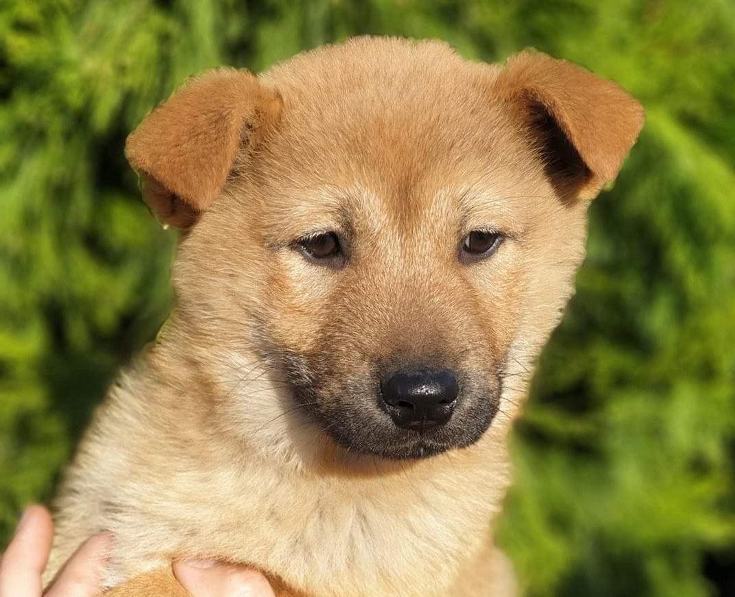 Korean Jindo Dog Breed Image 6