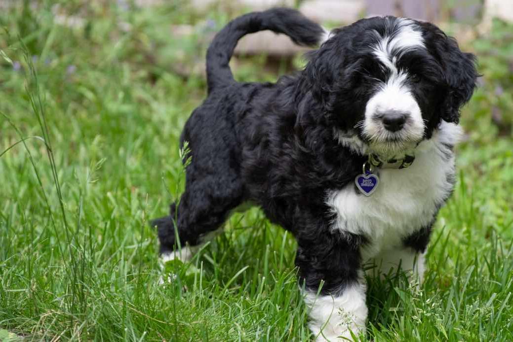 Portuguese Water Dog Breed Image 6